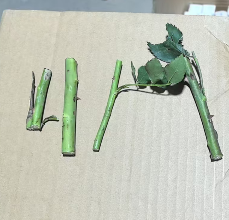 玫瑰花根